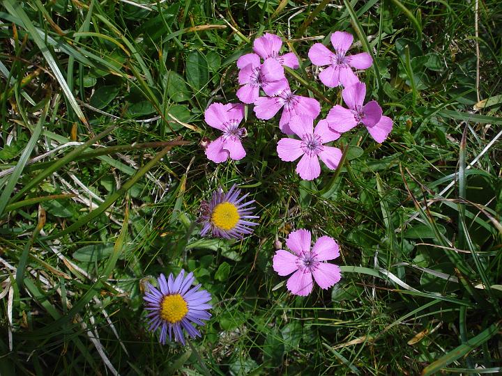 62 auch hier herrliche Blumen.JPG